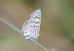 Leptotes