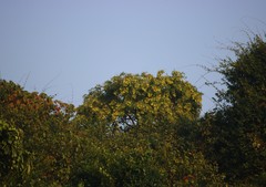 Pterocarpus marsupium