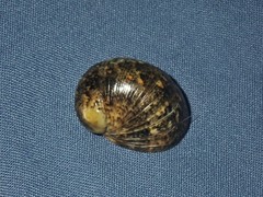 Nerita erythrostoma