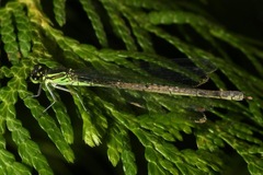 Coenagrion puella
