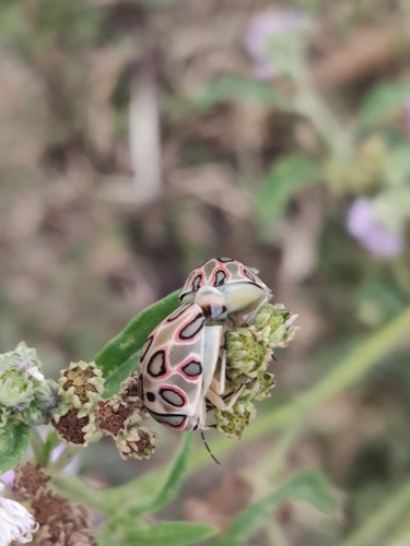 Picasso Bug