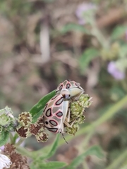 Sphaerocoris annulus