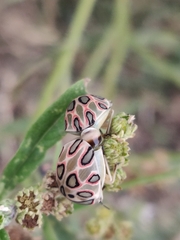 Sphaerocoris annulus
