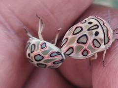 Sphaerocoris annulus