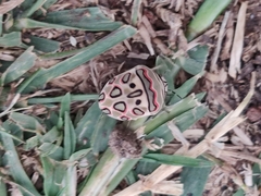 Sphaerocoris annulus