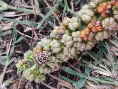 Sphaerocoris annulus