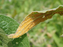 Pucciniastrum symphyti