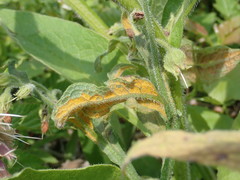 Pucciniastrum symphyti