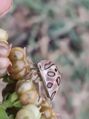 Sphaerocoris annulus