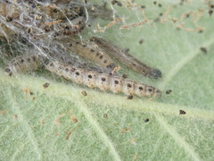 Yponomeuta malinellus