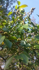 Magnoliopsida