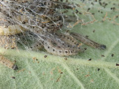 Yponomeuta malinellus