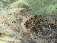 Yponomeuta malinellus