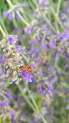 Adelphocoris vandalicus