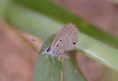 Hemiargus hanno
