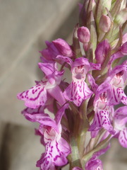Dactylorhiza praetermissa