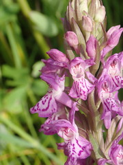 Dactylorhiza praetermissa