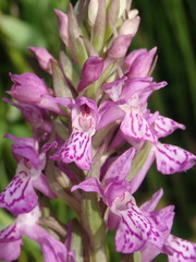 Dactylorhiza praetermissa