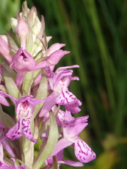 Dactylorhiza praetermissa