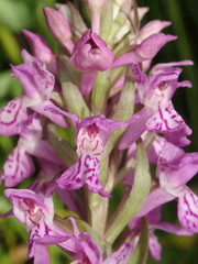 Dactylorhiza praetermissa
