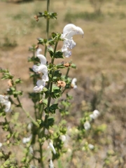 Phacelia brachyloba