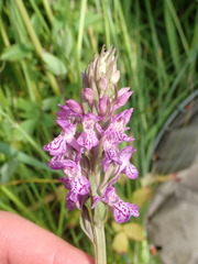 Dactylorhiza praetermissa