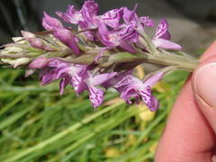 Dactylorhiza praetermissa