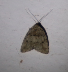 Tolpia conscitulana