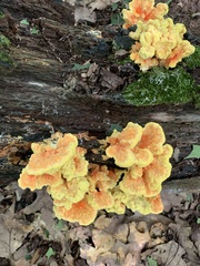 Laetiporus sulphureus