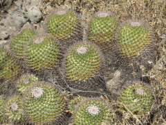 Mammillaria carnea