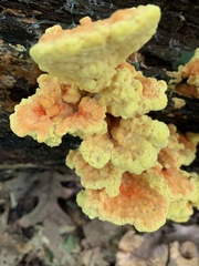 Laetiporus sulphureus