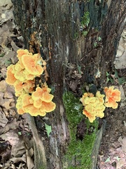Laetiporus sulphureus