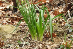Asphodelus albus
