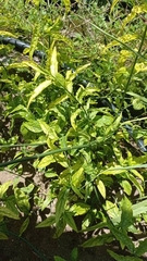 Clinacanthus nutans