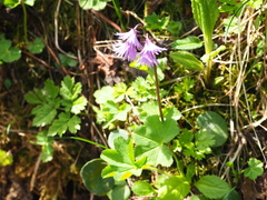 Soldanella carpatica