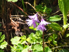 Soldanella carpatica