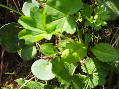 Soldanella carpatica