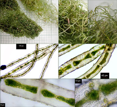 Rhizoclonium tortuosum