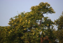 Pterocarpus marsupium