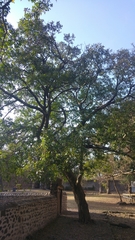 Magnoliopsida