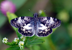 Chiomara asychis