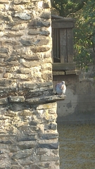 Columba guinea