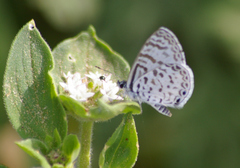 Leptotes bathyllos