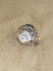 Rhopilema nomadica