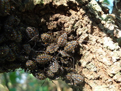 Pachylis argentinus
