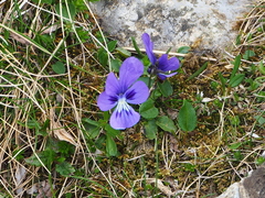 Viola alpina