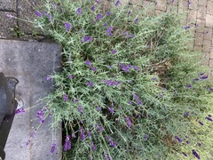 Lavandula angustifolia