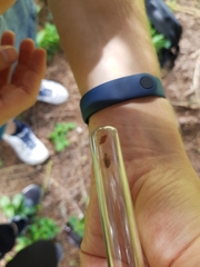 Myrmeleon formicarius