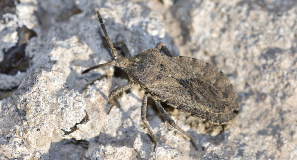 Spartocera brevicornis