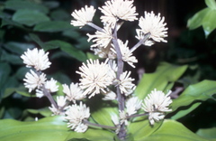 Dracaena scabra